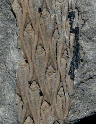 Lepidodendron Lanceolatum,  Very Rare Carboniferous Fossil Plant