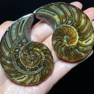 1pair Of Cut Split Pearly Nautilus Ammonite Fossil Specimen Shell Healing 210g