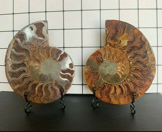 382g Natural A Ancient Ammonite Fossils Slice Nautilus Jade Shell,  Stand