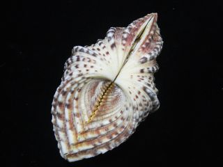 Formosa/seashell/hippopus Hippopus 144.  5mm.  Color