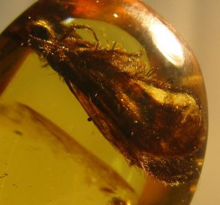 Uncommon Huge Beaded - Lacewing Neuroptera - Berothidae Specimen Fossil In Burmite.