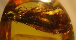 Uncommon Huge Beaded - Lacewing Neuroptera - Berothidae Specimen Fossil in Burmite. 5