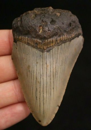 Megalodon Shark Tooth 2.  81 " Extinct Fossil Authentic Not Restored (acg2 - 58)