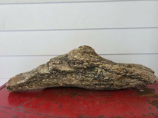 LARGE PETRIFIED WOOD LOG 17.  2 lb Collector Fossil Branch 22 