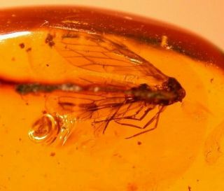 Homopteran With Large Wings In Authentic Dominican Amber Fossil Gem
