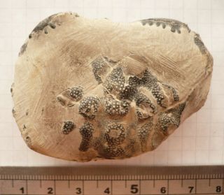 Fossil Crab,  Zanthopsis Bispinosa,  Eocene London Clay,  Isle Of Sheppey,  Uk