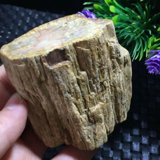 Natural Petrified Wood Fossil Crystal Polished Slice Madagascar 280g