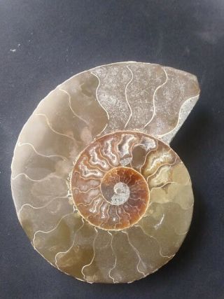 Fossilized Nautilus Shell 5 Inch Diameter