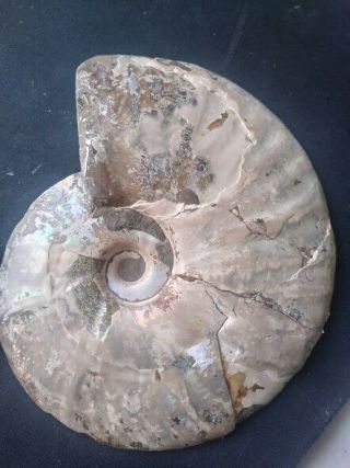 Fossilized nautilus shell 5 INCH DIAMETER 2