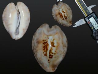 Seashell Cypraea Teulerei Fantastic Monster Hypercallus 58.  5 Mm