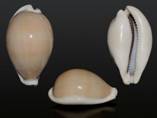 Seashell Cypraea Camelopardalis Mariae Rare Unspotted Pattern 62.  6 Mm