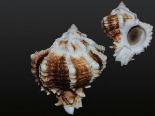 Seashell Hexaplex Cf.  Bozzadamii Dark Form Monster 102.  7 Mm