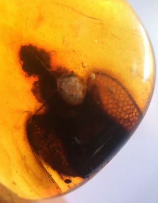Extinct Archostemata Beetle Burmite Myanmar Amber Insect Fossil Dinosaur Age