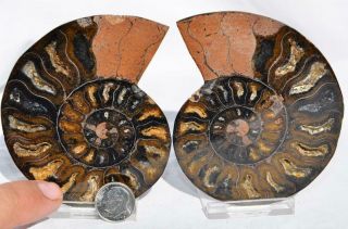 7584 Rare 1in100 Black Ammonite Pair Deep Crystals 110myo Fossil Lrg 3.  7 " 94mm