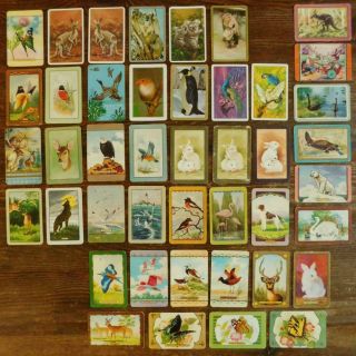 Sc15 43 X Vintage Animal Swap Cards 10 Coles 33 Plain & Playing Card Back