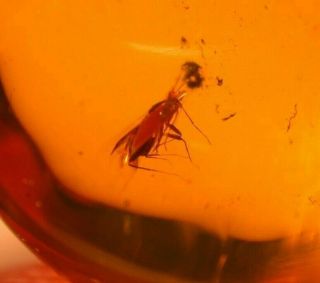 RARE Hemipteran with Piercing Proboscis in Authentic Dominican Amber Fossil Gem 2