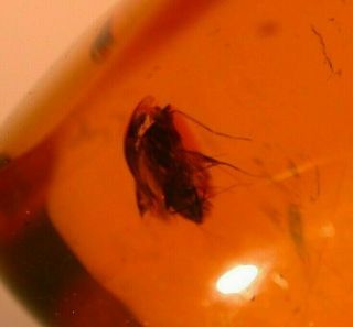RARE Hemipteran with Piercing Proboscis in Authentic Dominican Amber Fossil Gem 5