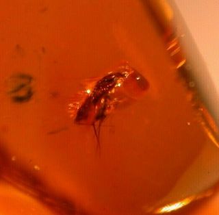 RARE Hemipteran with Piercing Proboscis in Authentic Dominican Amber Fossil Gem 6