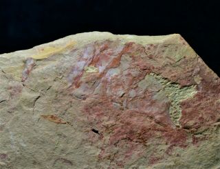 Extremely Rare Longquania Bispinosa Arthropod Early Cambrian Guanshan Biota