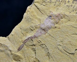 Rare Partial Chengjiangocaris Arthropod Early Cambrian,  Xiaoshiba Biota