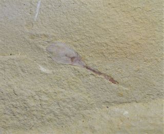 Lingulellotreta Malongensis Brachiopod,  Early Cambrian Chengjiang Biota