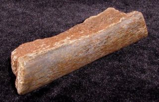 Gem Dinosaur Bone Dino Fossil Polished Edge Utah 19