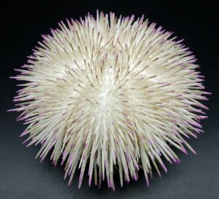 Pink - Tipped Spines: Pseudoboletia Indiana 78.  2 Mm Australia Sea Urchin