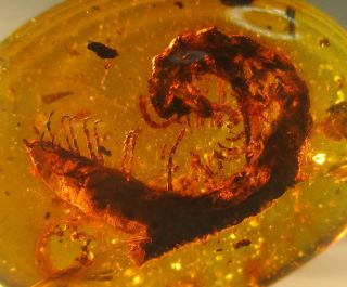 Rarely To Seen 17.  7 Mm Long Millipedes.  Specimen Fossil In Burmite Amber.