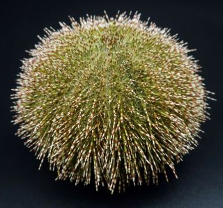 Giant W/spines - Salmacis Sphaeroides 87.  5 Mm Sydney Form Australia Sea Urchin