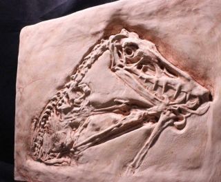 Jurassic Pterodactyl " Scaphognathus " Berlin Museum Solnhofen Fossil