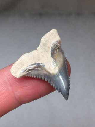 Bone Valley Hemi Shark Tooth Fossil Sharks Teeth Megalodon Era Gem Jaws 2