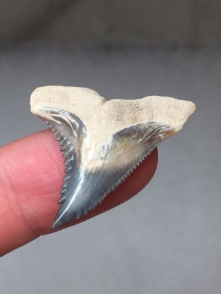 Bone Valley Hemi Shark Tooth Fossil Sharks Teeth Megalodon Era Gem Jaws 3