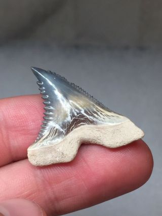 Bone Valley Hemi Shark Tooth Fossil Sharks Teeth Megalodon Era Gem Jaws 4