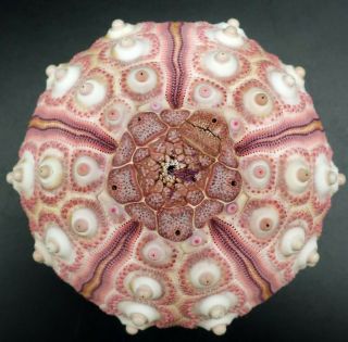 Outstanding Pink Prionocidaris Baculosa Annulifera 56.  3 Mm Sea Urchin
