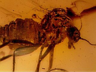 Baltic Amber Fossil With Blood Sucking Midge Blood Sucking Insect Lv14 0.  18g