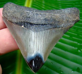 Megalodon Shark Tooth - 2 & 3/4 In.  - Real Fossil Sharks Teeth - Jaw