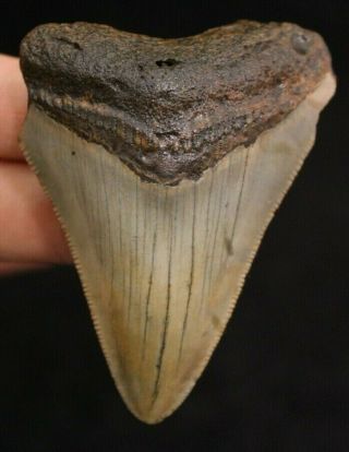 Megalodon Shark Tooth 2.  66 " Extinct Fossil Authentic Not Restored (acg2 - 57)