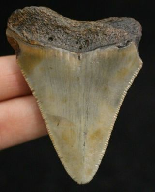 Megalodon Shark Tooth 2.  66 