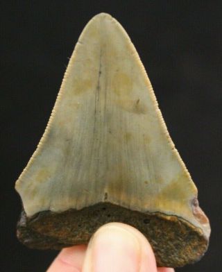 Megalodon Shark Tooth 2.  66 