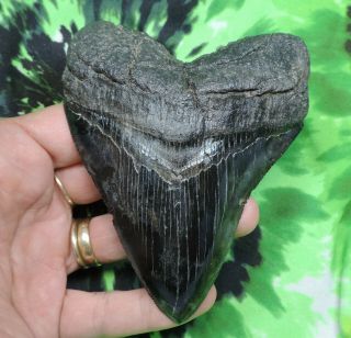 Megalodon Sharks Tooth 4 5/16  Inch Fossil Sharks Tooth Teeth