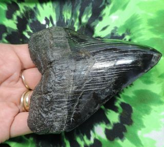Megalodon Sharks Tooth 4 5/16  inch fossil sharks tooth teeth 2