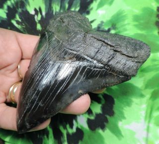 Megalodon Sharks Tooth 4 5/16  inch fossil sharks tooth teeth 3