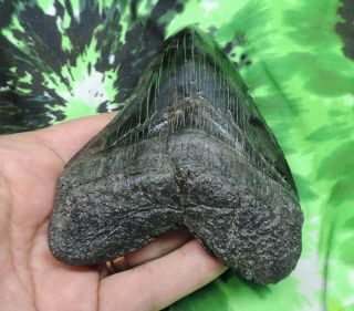 Megalodon Sharks Tooth 4 5/16  inch fossil sharks tooth teeth 4