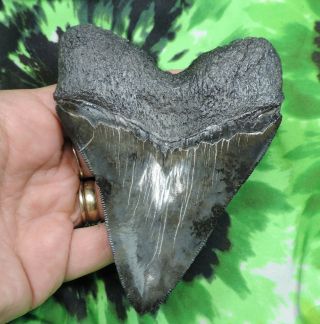 Megalodon Sharks Tooth 4 5/16  inch fossil sharks tooth teeth 5