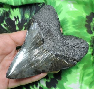 Megalodon Sharks Tooth 4 5/16  inch fossil sharks tooth teeth 6