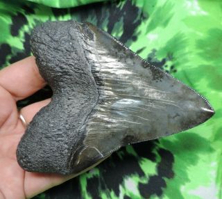 Megalodon Sharks Tooth 4 5/16  inch fossil sharks tooth teeth 7
