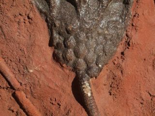 Detailed Scyphocrinites CRINOID Fossil from Morocco 8.  0 