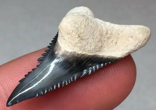 Wicked Bone Valley Hemi Shark Tooth Fossil Sharks Teeth Megalodon Era Gem Jaws