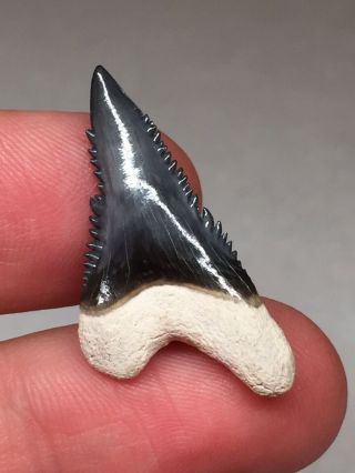 Wicked Bone Valley Hemi Shark Tooth Fossil Sharks Teeth Megalodon Era Gem Jaws 2