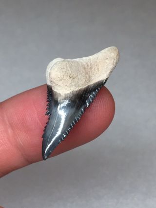 Wicked Bone Valley Hemi Shark Tooth Fossil Sharks Teeth Megalodon Era Gem Jaws 3